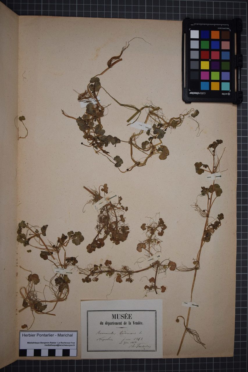 Taken May 31, 1862 by Tela Botanica − Herbier PONTARLIER-MARICHAL (cc-by-sa)