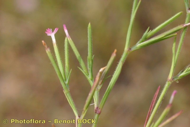 Taken Apr 15, 2006 by Photoflora - Benoit BOCK (©)