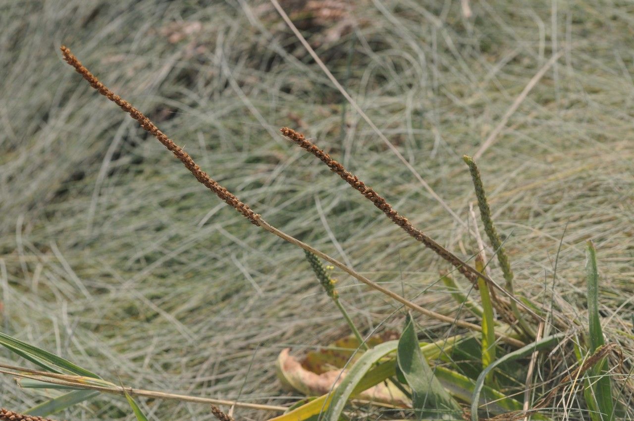 Taken Sep 14, 2014 by Tela Botanica − Françoise CARLE (cc-by-sa)