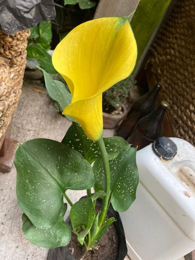 Observación: Zantedeschia elliottiana () Engl. (erick cuevas 8 de  may. de 2021) Flora mundial - Pl@ntNet identify