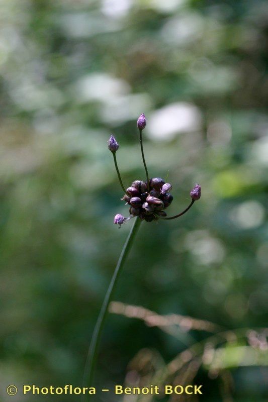 Taken Jul 15, 2005 by Photoflora - Benoit BOCK (©)