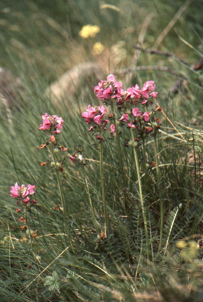 Taken Jul 2, 2004 by Tela Botanica − Liliane ROUBAUDI (cc-by-sa)