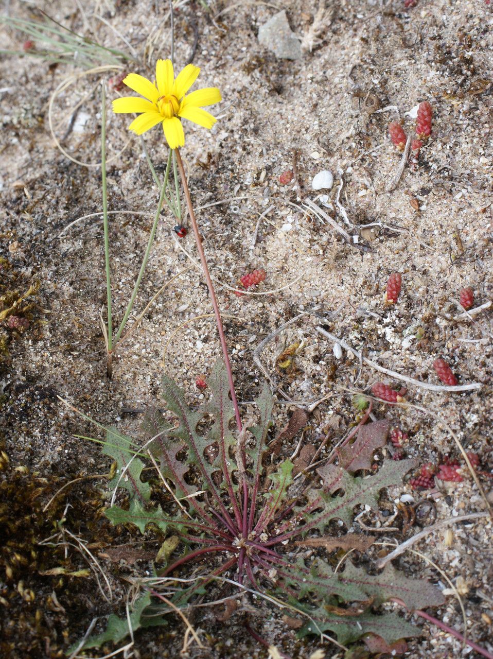 Taken Jun 19, 2016 by Tela Botanica − Liliane ROUBAUDI (cc-by-sa)