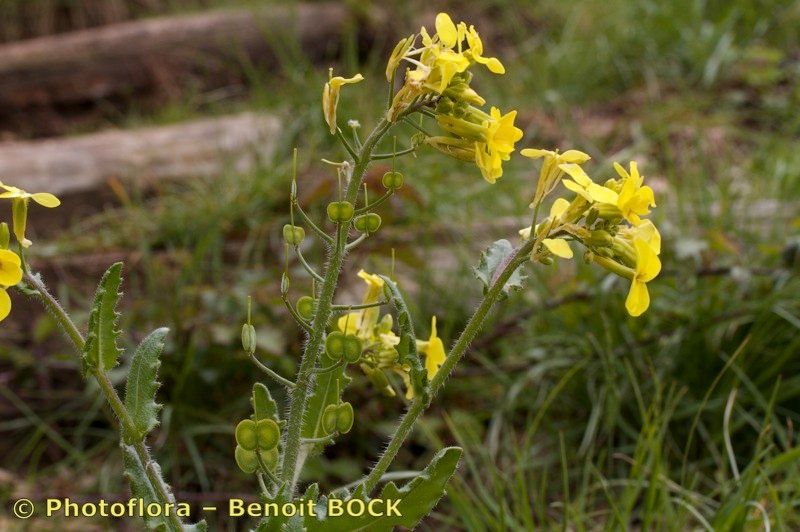 Taken Apr 15, 2012 by Photoflora - Benoit BOCK (©)