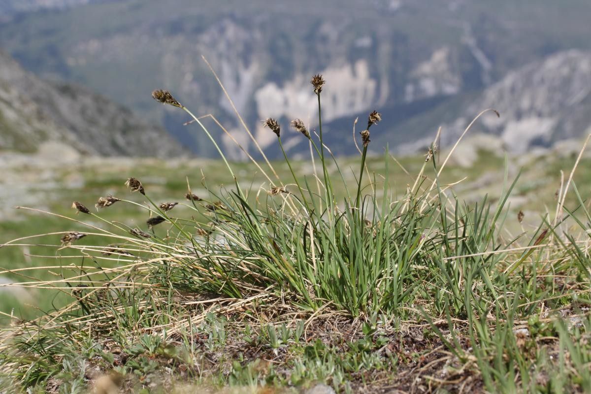 Taken Jul 17, 2019 by Tela Botanica − Marie Portas (cc-by-sa)