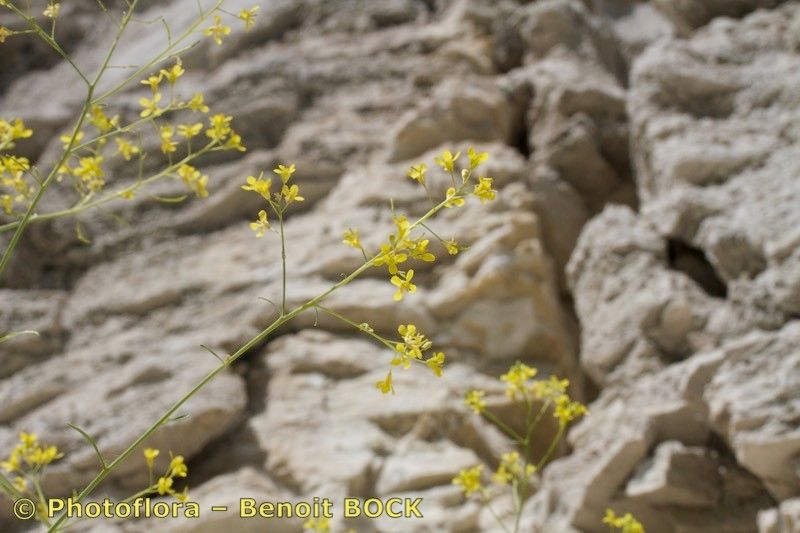 Taken May 15, 2015 by Photoflora - Benoit BOCK (©)