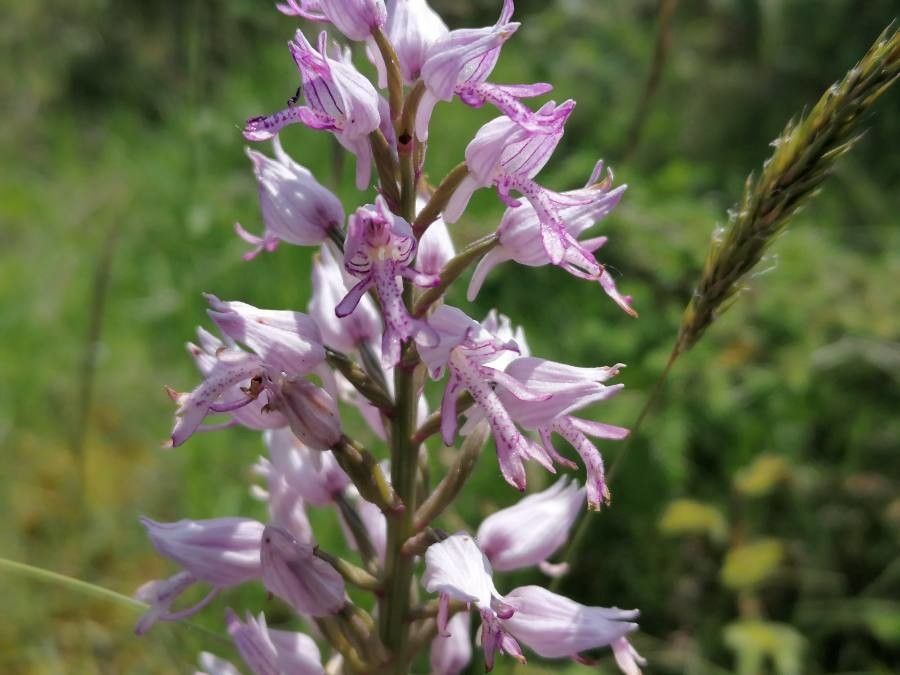 Orchis Militaris L 世界の植物相 Pl Ntnet Identify