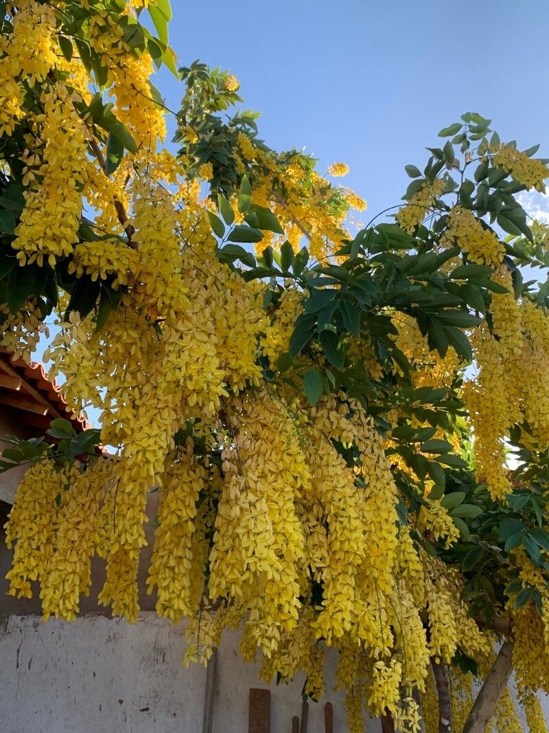 Observation: Cassia fistula L. (kober claudia Oct 24, 2023) World flora -  Pl@ntNet identify