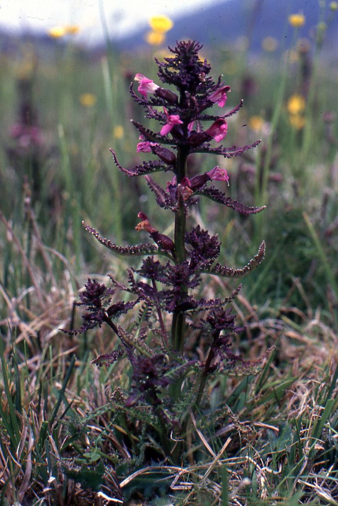 Marsh lousewort