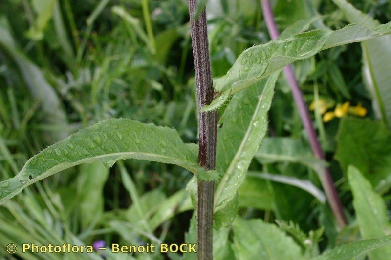 Taken Jul 15, 2005 by Photoflora - Benoit BOCK (©)