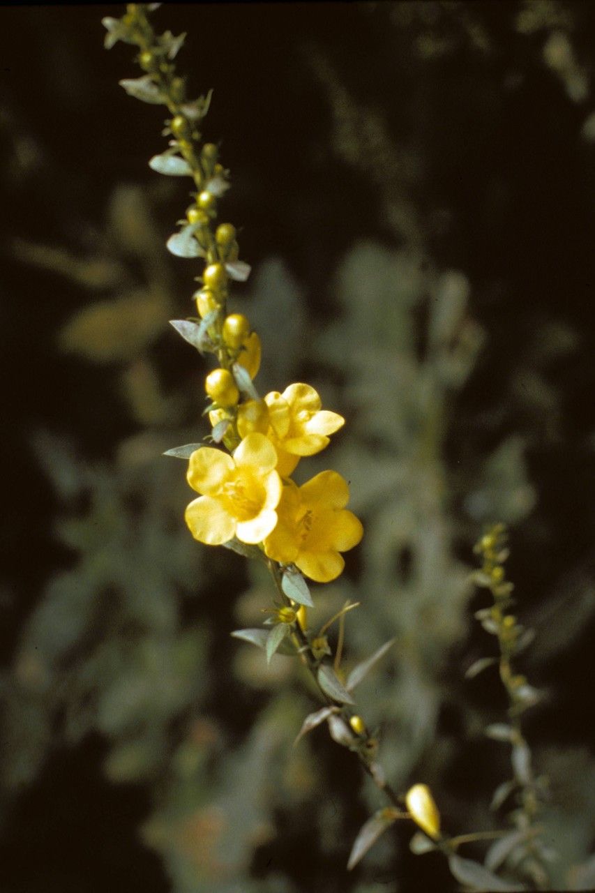 Taken Jan 1, 1900 by EOL − WVU Herbarium (cc-by-nc-sa)