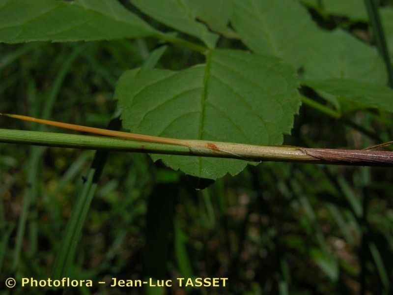 Taken Aug 15, 2004 by Photoflora - Jean-Luc TASSET (©)