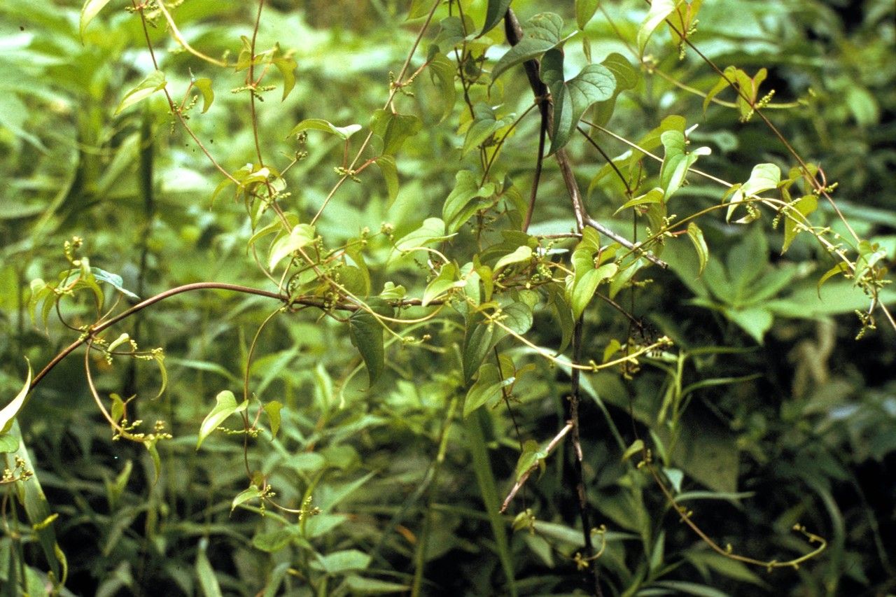 Taken Jan 1, 1900 by EOL − WVU Herbarium (cc-by-nc-sa)