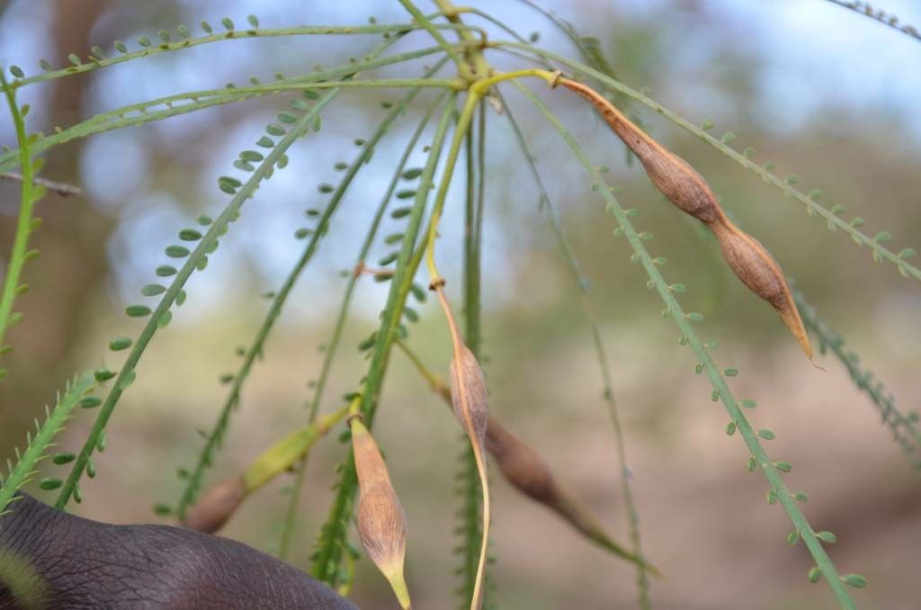 Taken May 7, 2014 by Tela Botanica − Sénégal ENGOUEMENT (cc-by-sa)