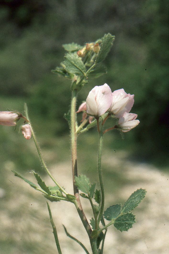 Taken Jul 5, 1999 by Tela Botanica − Liliane Roubaudi (cc-by-sa)