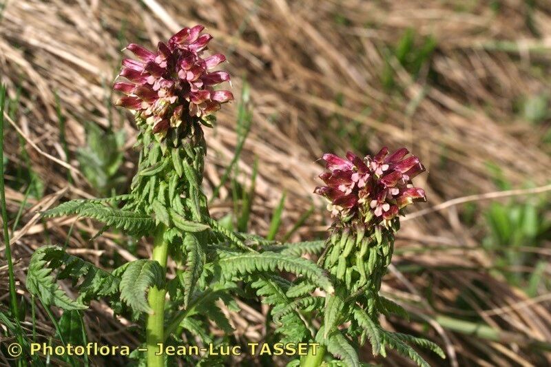 Taken Aug 15, 2006 by Photoflora - Jean-Luc TASSET (©)