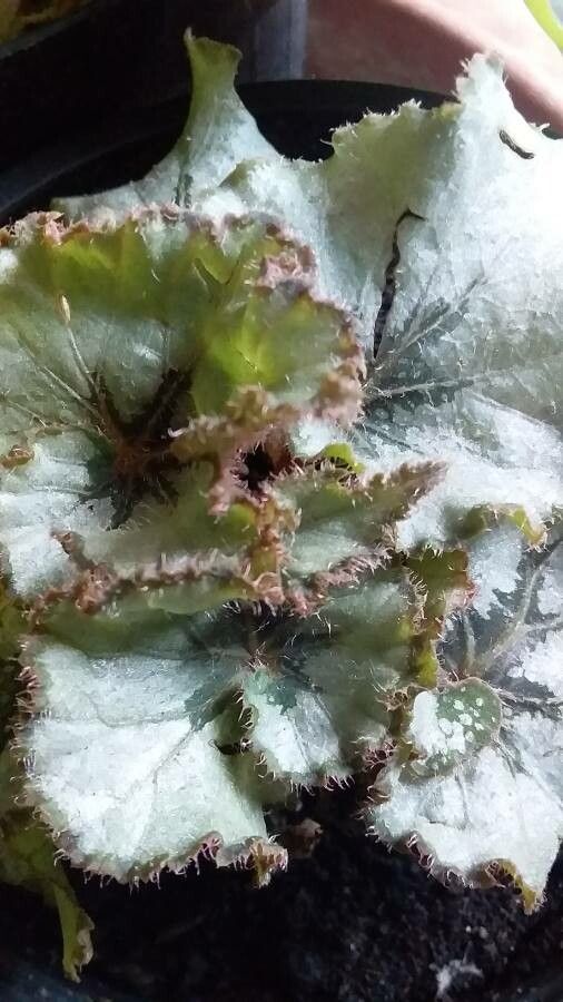 Begonia rex Putz., Begonia Rex (Flora mundial) - Pl@ntNet identify