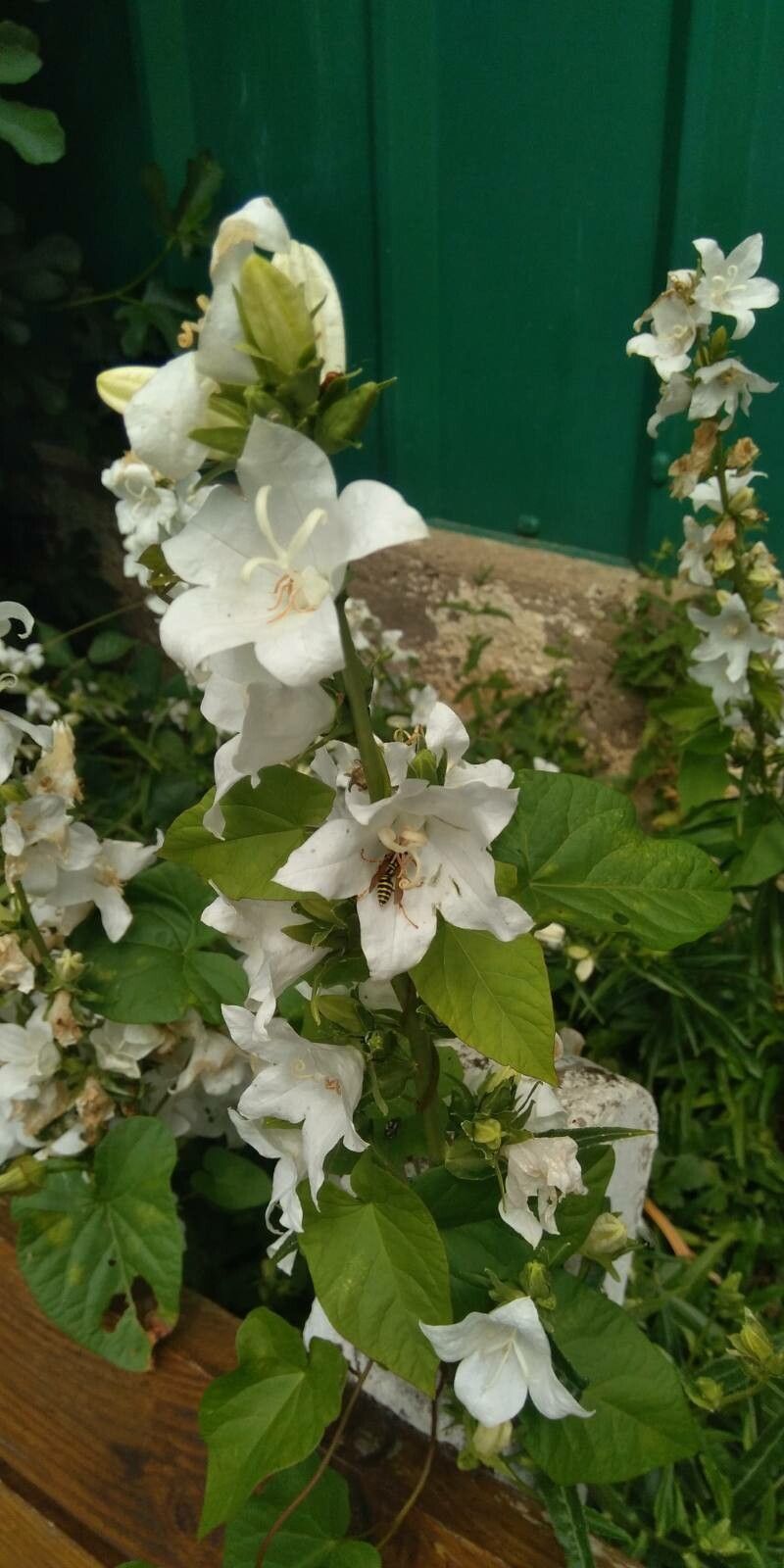 How To Grow Campanula pyramidalis | EarthOne