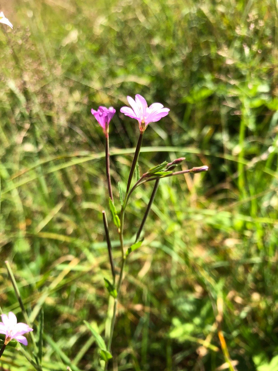 Taken Jul 9, 2020 by Ugoline Jacquot (cc-by-sa)