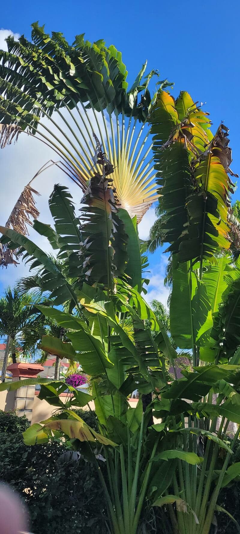 Observation: Ravenala madagascariensis Sonn. (Michel Catalon Jan 17, 2023)  Caribbean - Pl@ntNet identify