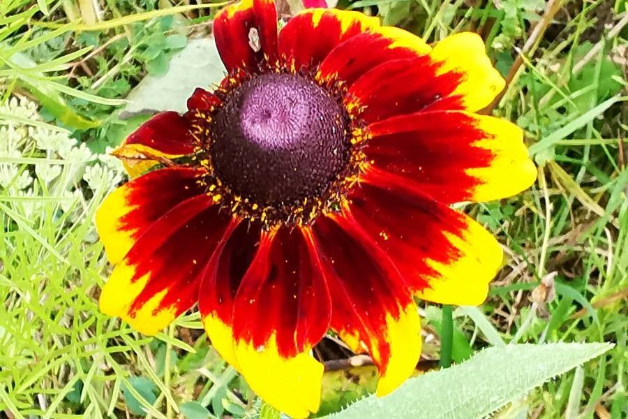 Gaillardia aristata Pursh Indian blanket flower World flora