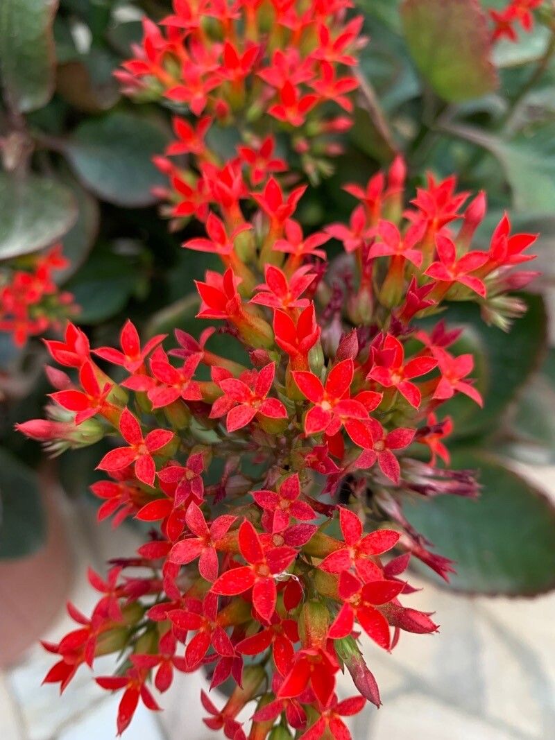 Observation: Kalanchoe crenata (Andrews) Haw. (chris arg May 8, 2022 ...