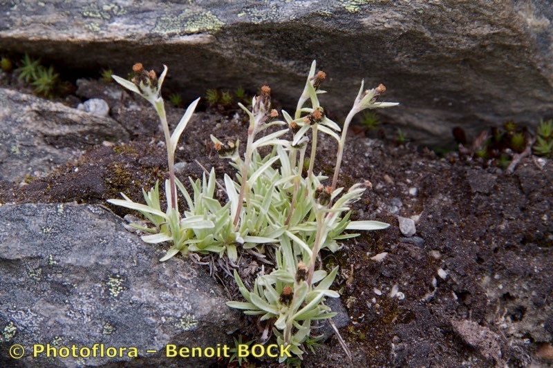 Taken Jul 15, 2015 by Photoflora - Benoit BOCK (©)