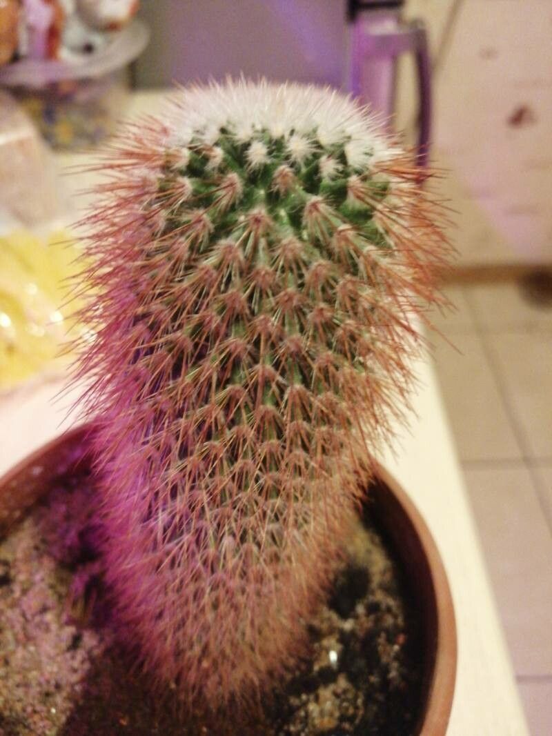 spinosa 種子5粒 ラスト！ロカリティ付きMonsonia