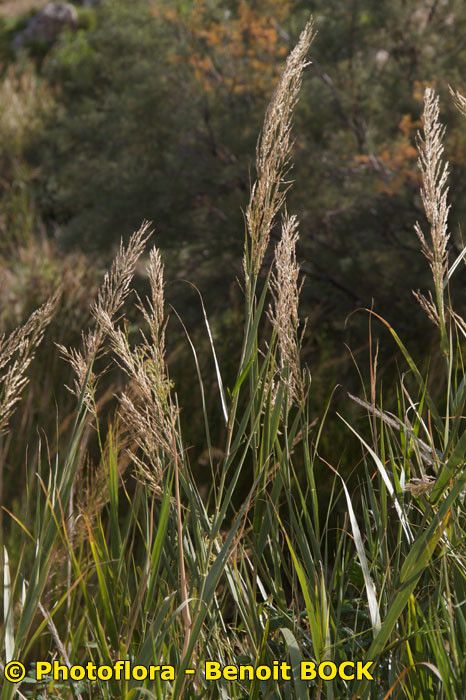 Arundo plinii Turra (World flora) - Pl@ntNet identify