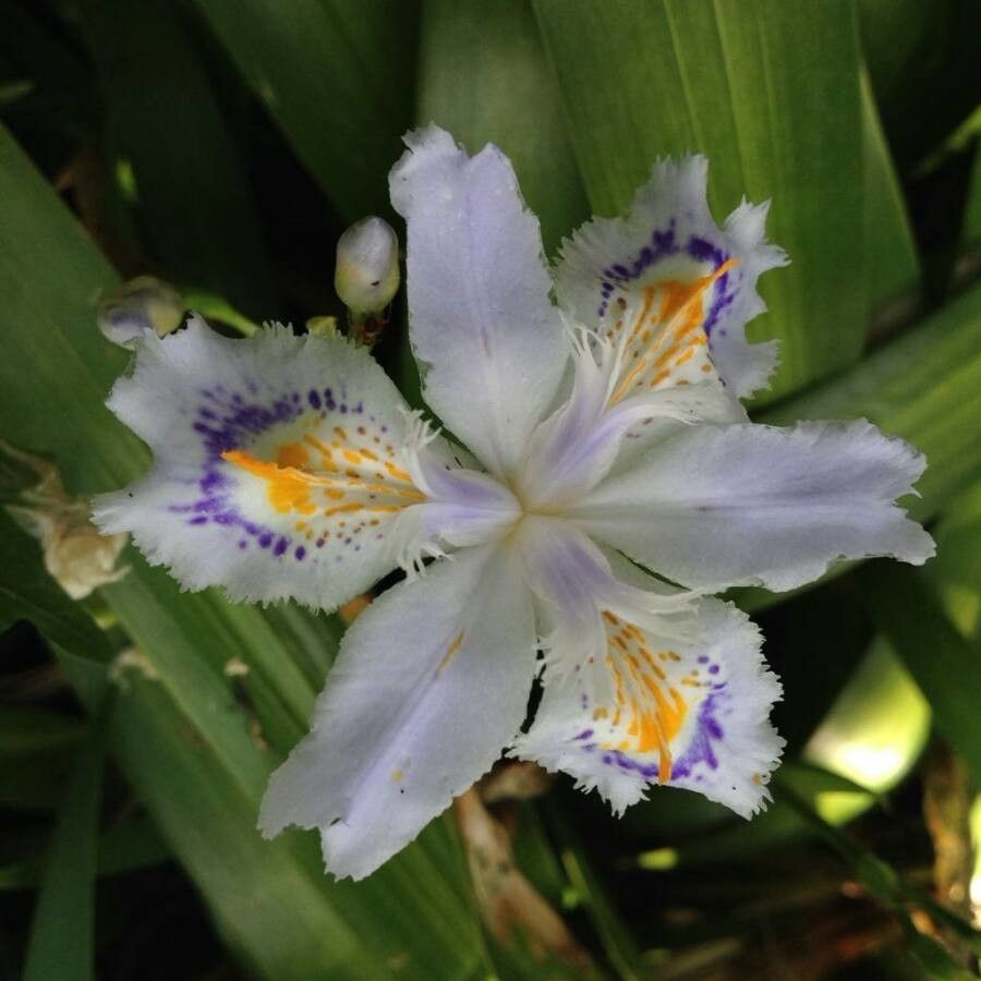 Iris japonica Thunb., Gefranste Schwertlilie (Weltflora) - Pl@ntNet identify