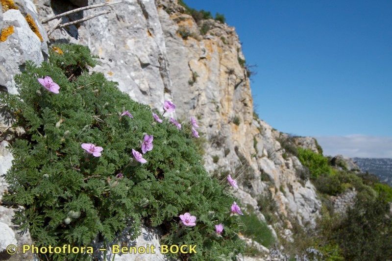 Taken Apr 15, 2013 by Photoflora - Benoit BOCK (©)