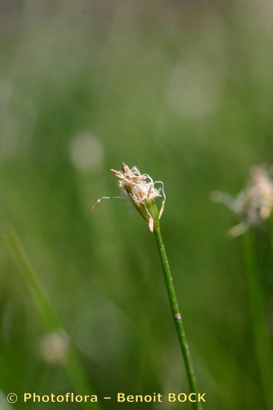 Taken Jul 15, 2005 by Photoflora - Benoit BOCK (©)