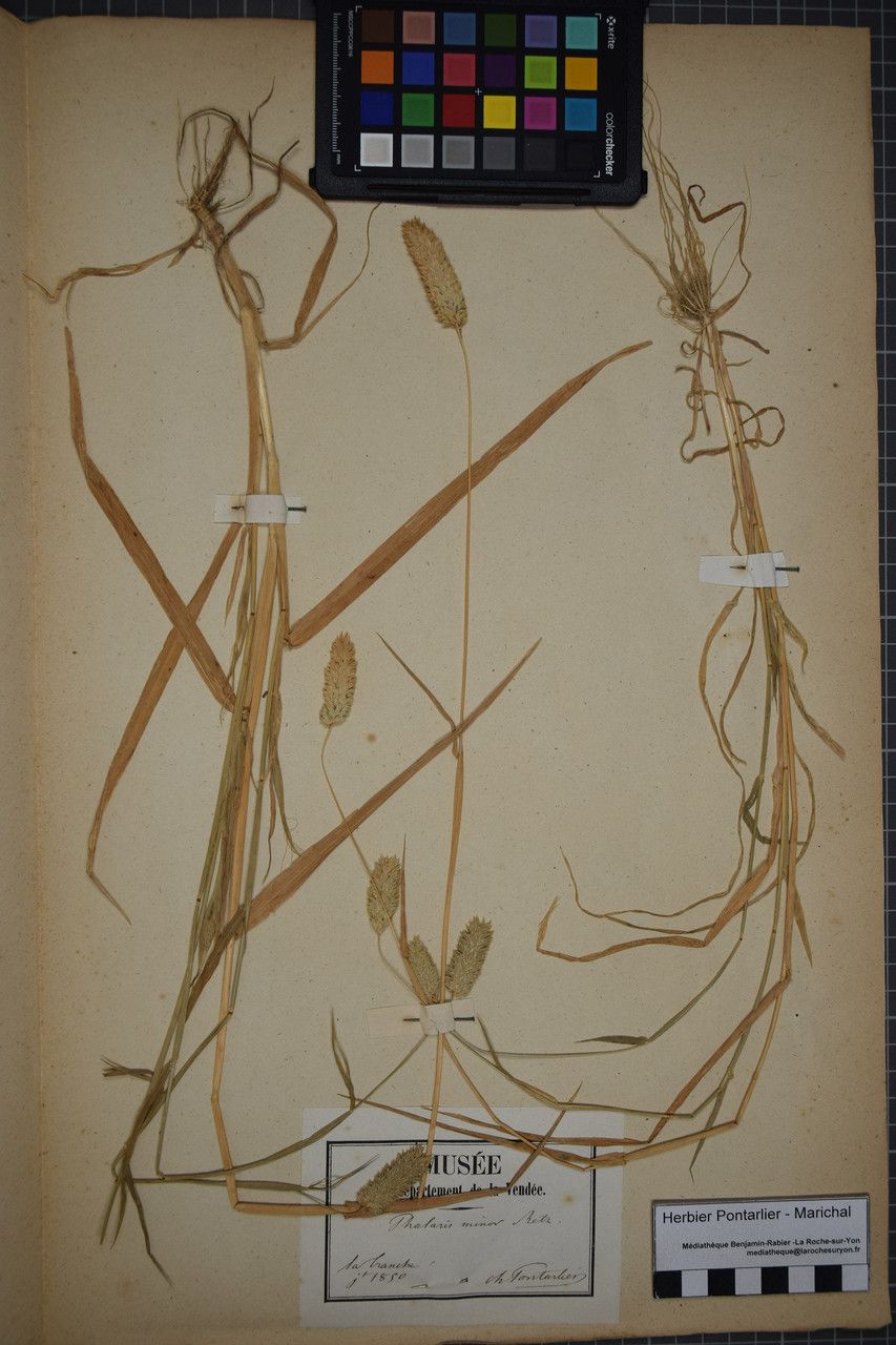 Taken Jun 30, 1850 by Tela Botanica − Herbier PONTARLIER-MARICHAL (cc-by-sa)