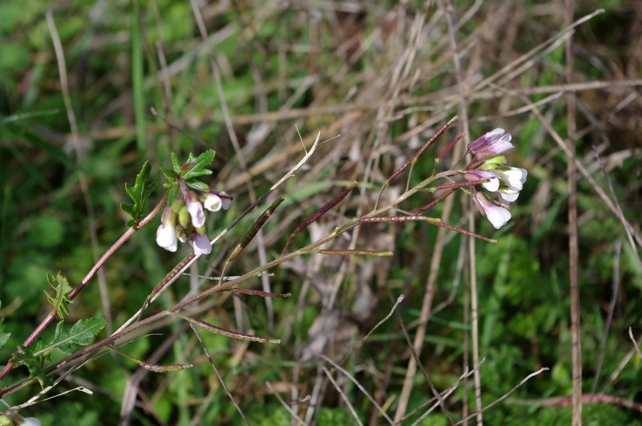 Taken Mar 12, 2014 by Tela Botanica − Jean-Luc Gorremans (cc-by-sa)