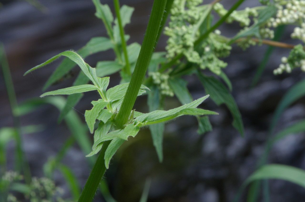 Taken Jul 23, 2013 by Tela Botanica − Jean-Pascal MILCENT (cc-by-sa)