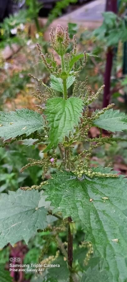 Common nettle