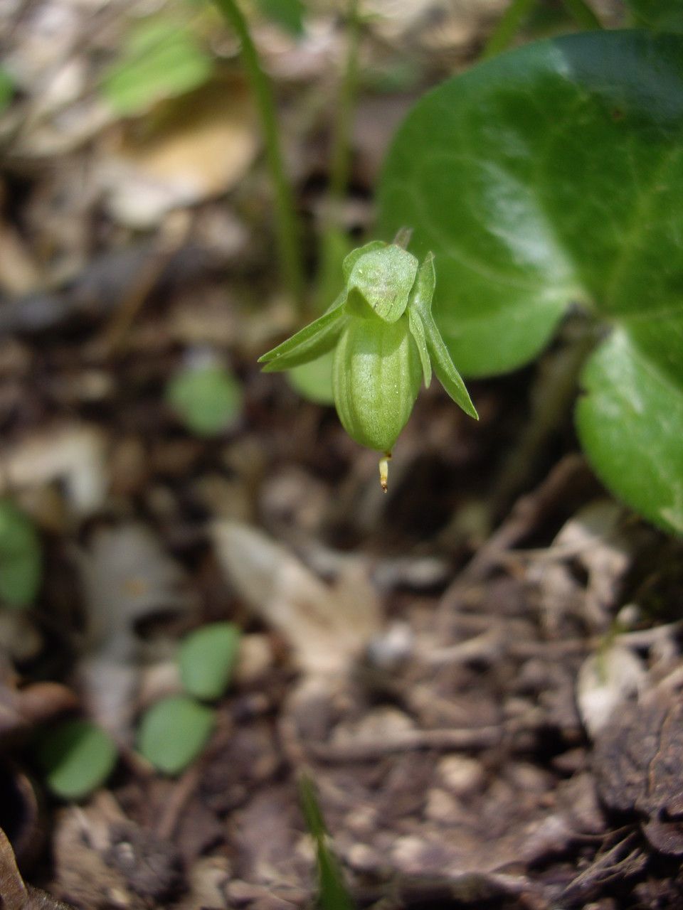 Taken Apr 17, 2014 by Tela Botanica − Mathilde DUVERGER (cc-by-sa)