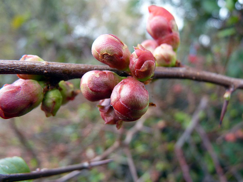 Taken Jan 31, 2014 by Tela Botanica − Emmanuel STRATMAINS (cc-by-sa)