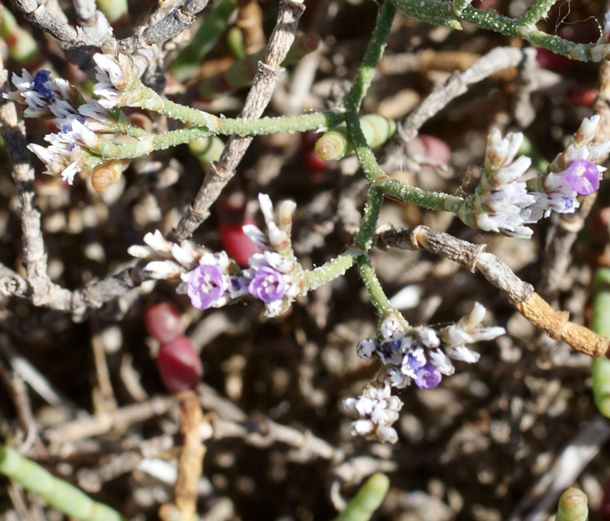 Taken May 17, 2014 by Tela Botanica − Liliane Roubaudi (cc-by-sa)