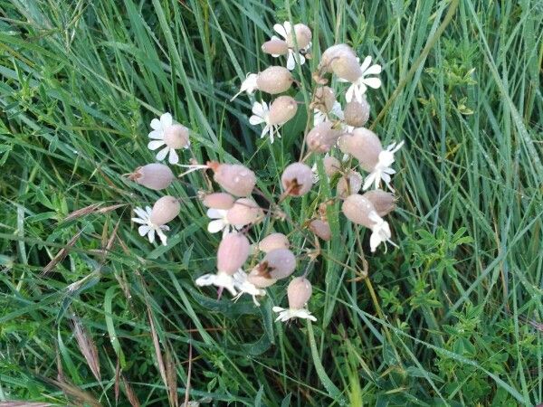 Bladder campion