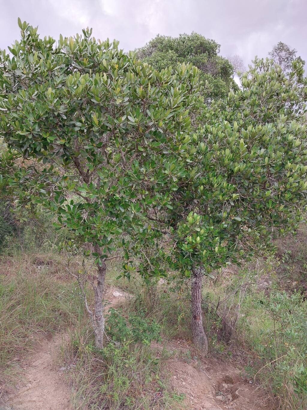 Imagem de Tapiá-guaçu