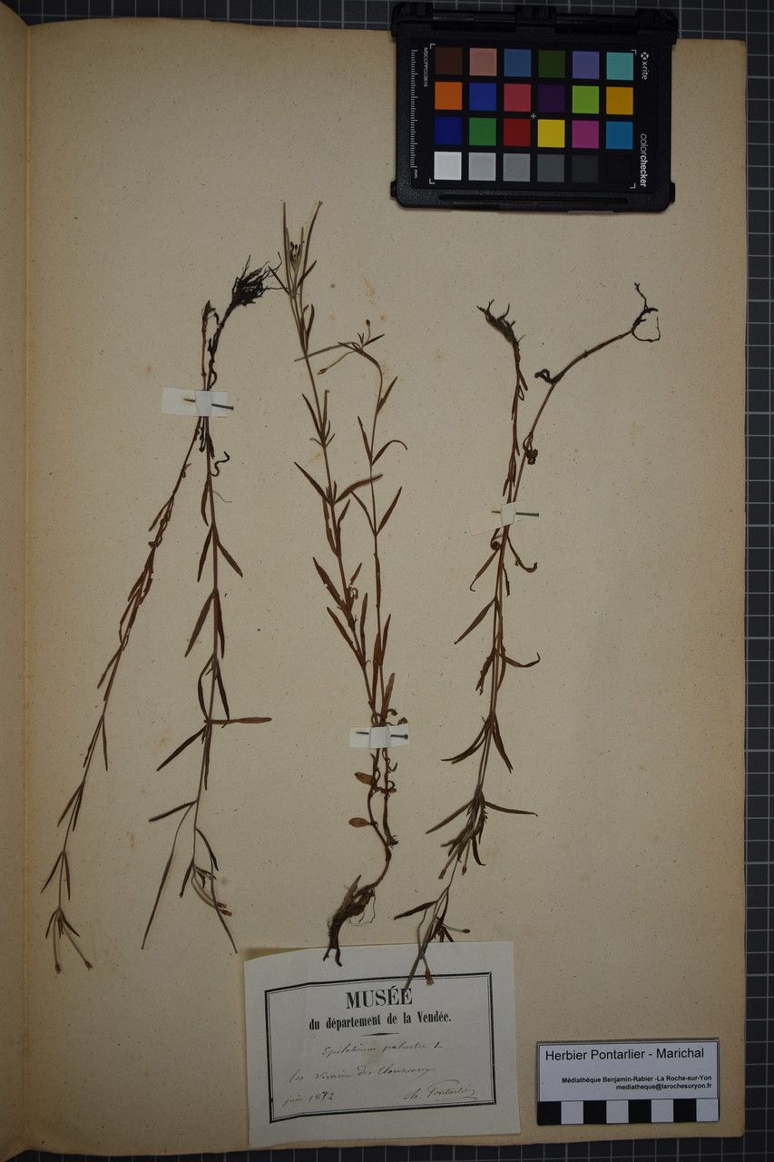 Taken May 31, 1872 by Tela Botanica − Herbier PONTARLIER-MARICHAL (cc-by-sa)