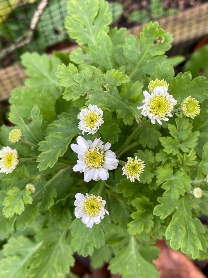 Feverfew