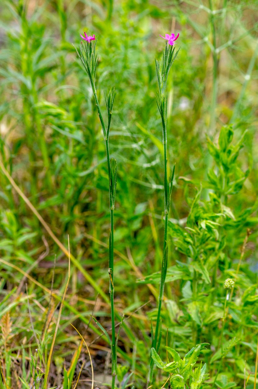 Taken Jun 26, 2014 by Tela Botanica − Jean-Jacques HOUDRÉ (cc-by-sa)