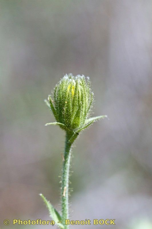 Taken Jul 15, 2011 by Photoflora - Benoit BOCK (©)