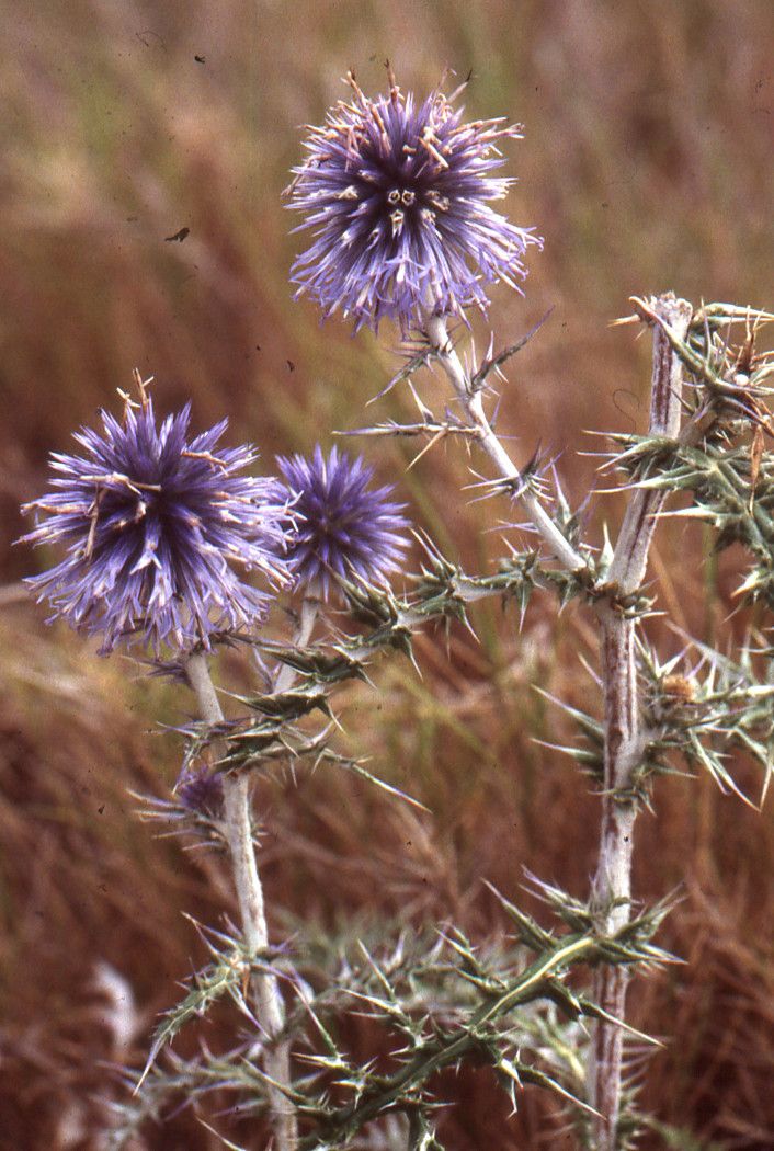 Taken May 15, 1997 by Tela Botanica − Liliane Roubaudi (cc-by-sa)