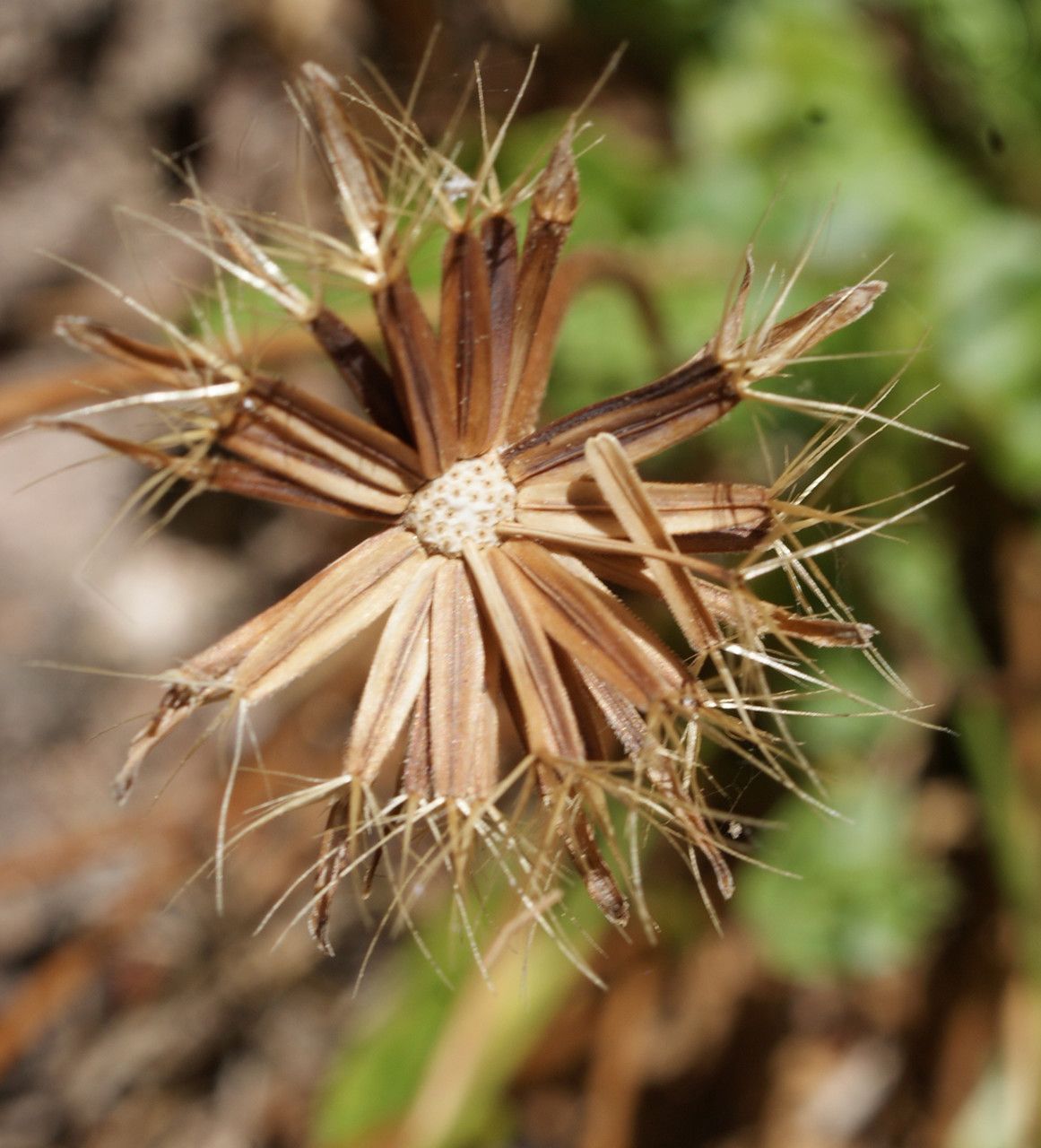 Taken May 1, 2015 by Tela Botanica − Liliane ROUBAUDI (cc-by-sa)