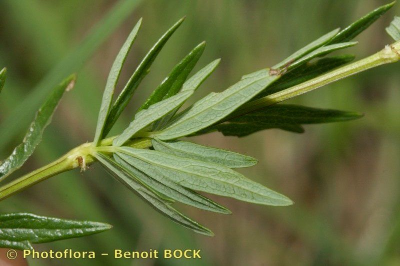 Taken Jul 15, 2008 by Photoflora - Benoit BOCK (©)