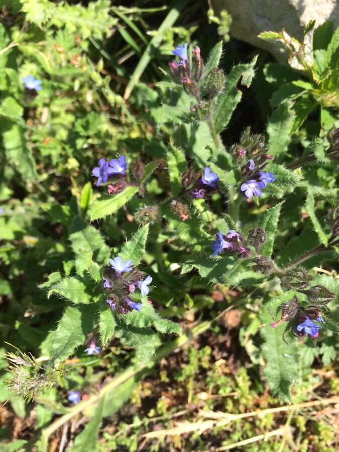 Bugloss