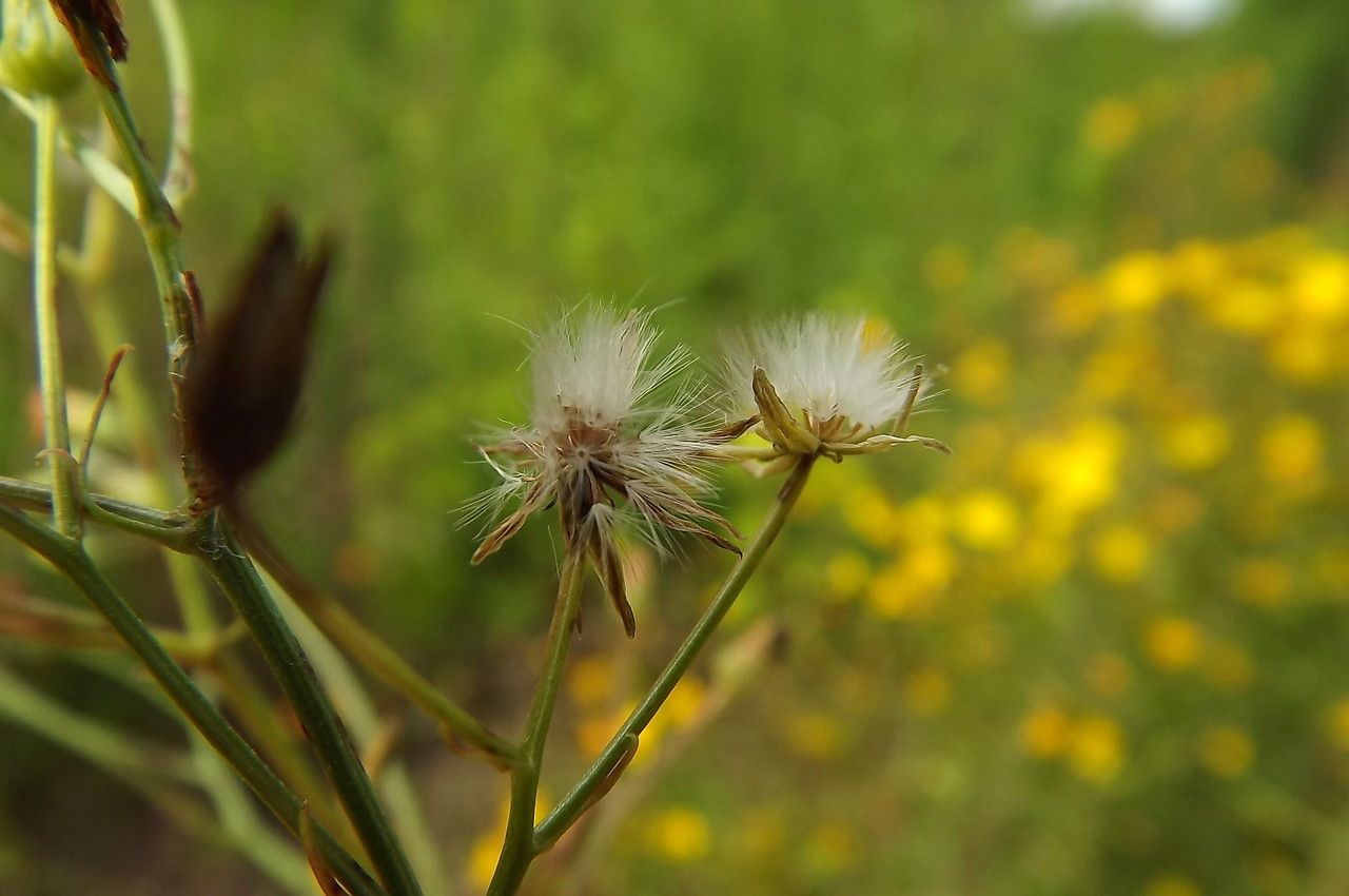 Taken Jul 13, 2014 by Tela Botanica − Florent Beck (cc-by-sa)